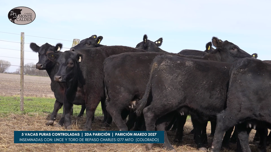 Lote MONTE CALDEN | 5 vacas puras controladas 2da parición