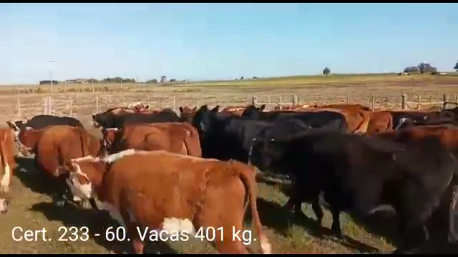 Lote VACAS PREÑADAS