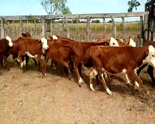 Lote 145 Terneros/as en Chavarría, Corrientes