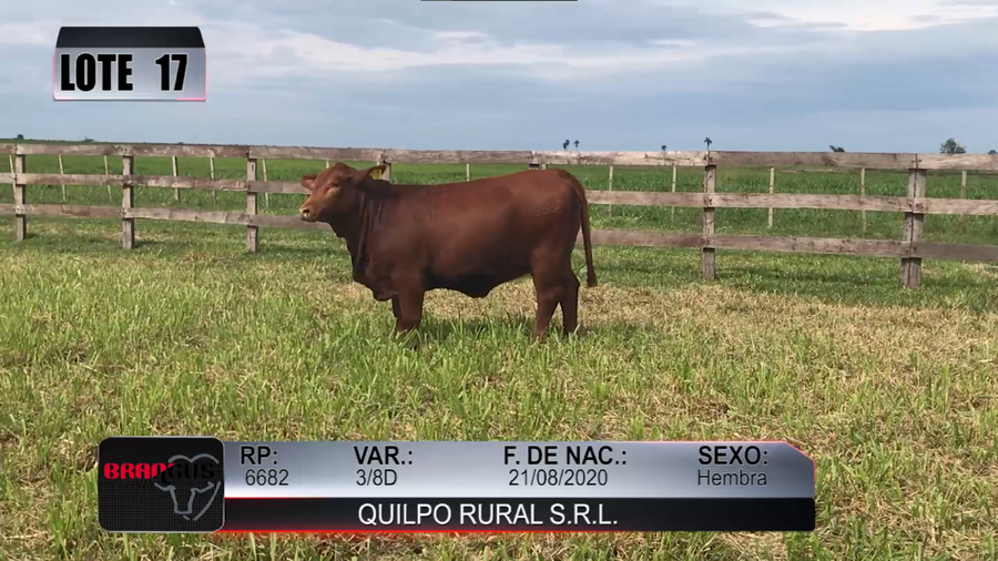 Lote Nacional de Otoño Brangus Campo - Lote 17