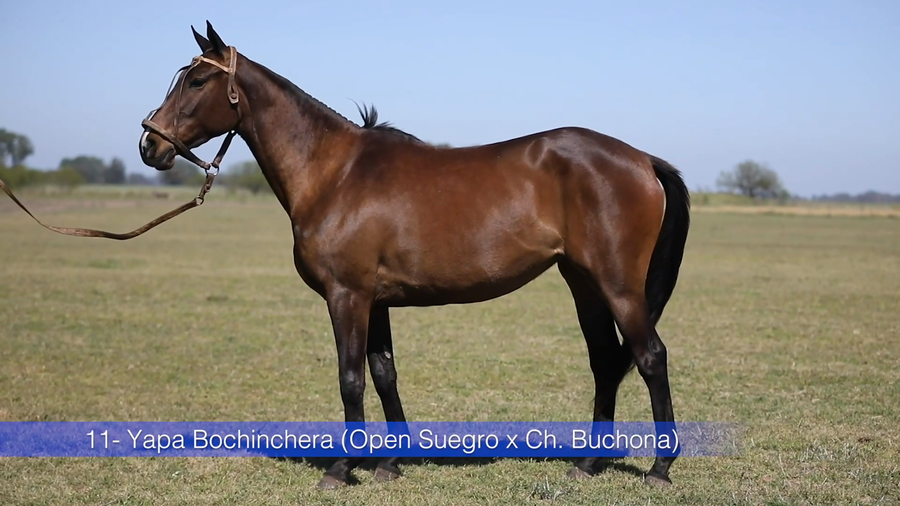 Lote YAPA BOCHINCHERA (OPEN SUEGRO - CHAPALEUFU BUCHONA)