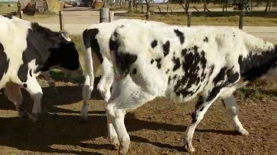 Lote 11 Novillos HOLANDO a remate en PANTALLA CAMY 260kg - , San José