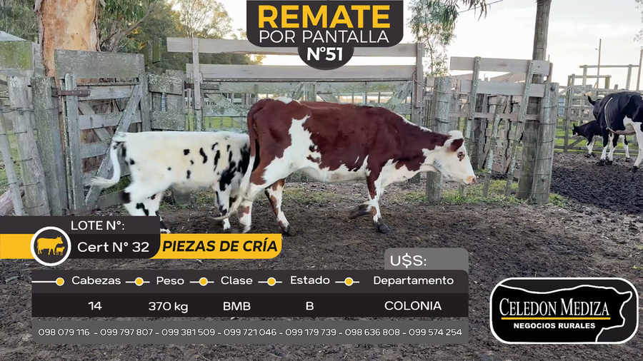 Lote 14 Piezas de cría en Tarariras, Colonia