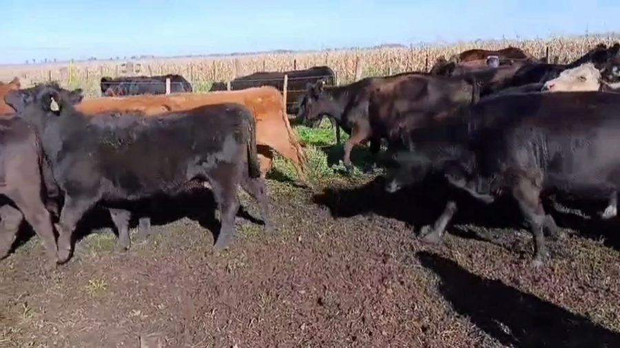 Lote 35 Vaquillonas C/ gtia de preñez