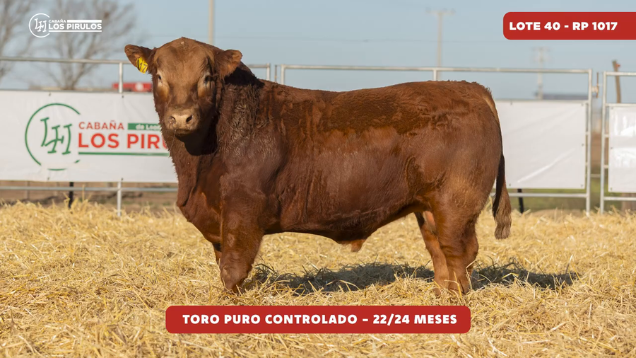 Lote TOROS PUROS CONTROLADOS - 22/24 meses