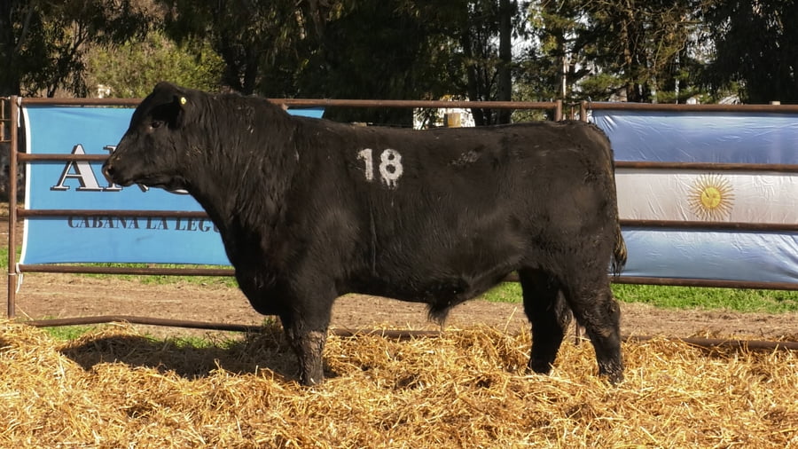 Lote TOROS ANGUS NEGROS PC