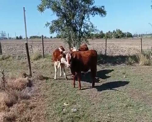 Lote 3 Novillos 1 a 2 años CRUZAS a remate en Pantalla Camy 240kg - , San José