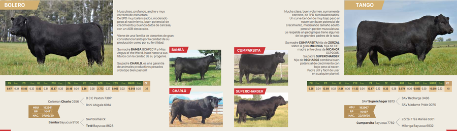 Lote 10471 Bolero -  10497 Tango