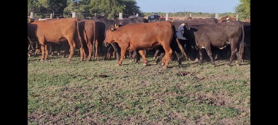 Lote 64 Vaquillonas en Entre Ríos, Villaguay