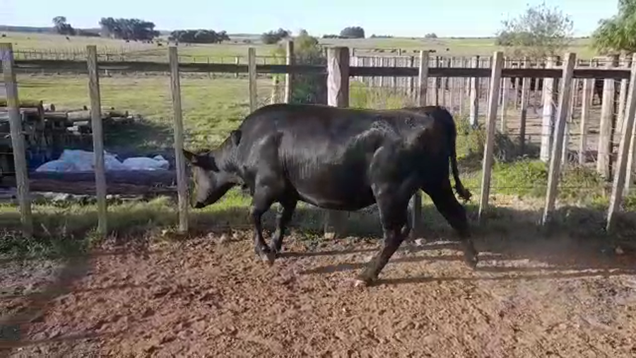 Lote (Vendido)Vaquillonas/Vacas Gordas a remate en PANTALLA FEDERICO GARLAND 500kg - , Colonia