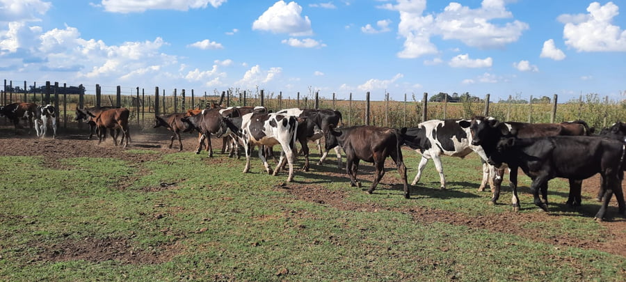 Lote 60 Terneros en Gral. Lamadrid, Buenos Aires