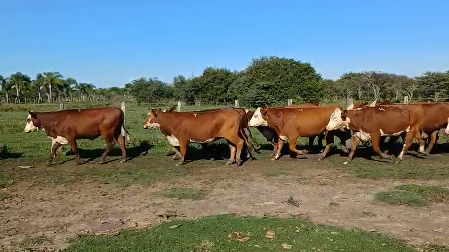 Lote 33 Vaquillonas preñadas en Corrientes, Curuzú-Cuatiá