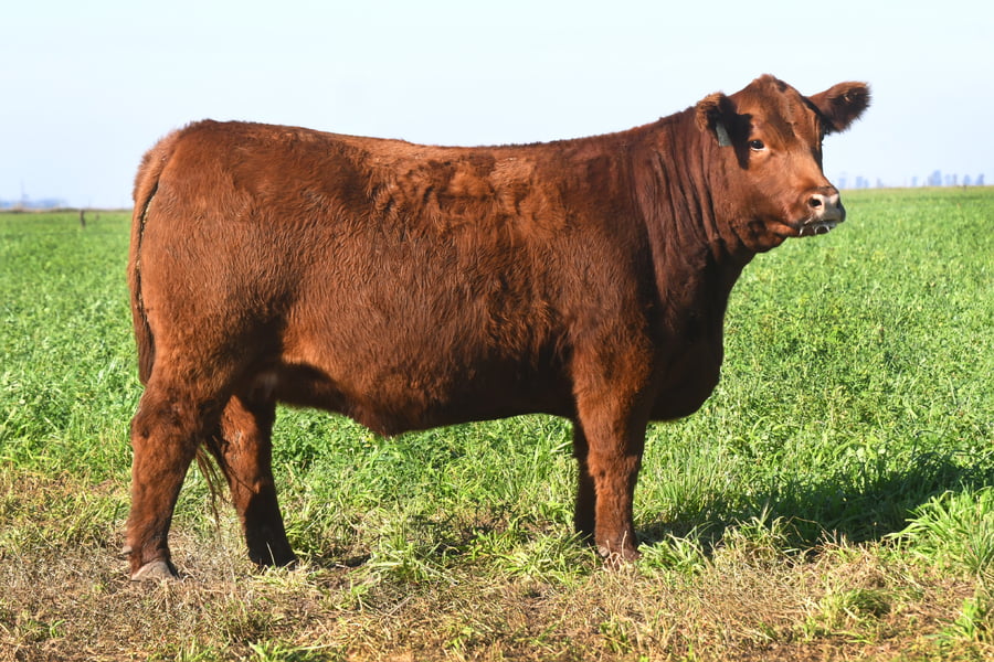 Lote RP 17656 y RP 17658 - VAQUILLONAS ELECCIÓN PP