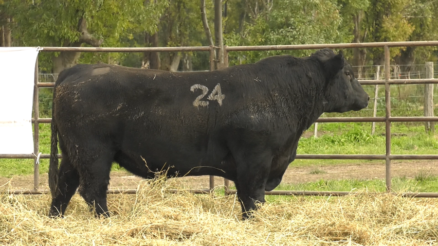 Lote TOROS ANGUS NEGROS  PC