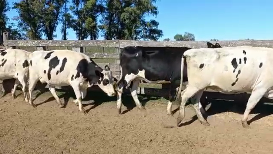 Lote Vaquillonas Preñadas  - Ramon Bereheterbide
