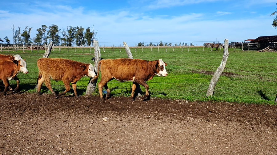 Lote 80 Terneros/as en Corrientes, Paso de Los Libres