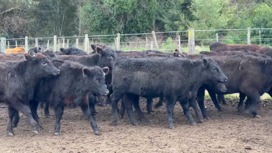 Lote 112 Terneros/as