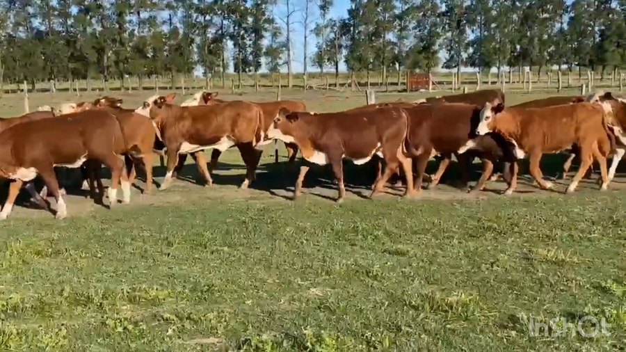 Lote 114 Terneras en Corrientes, Perugorría