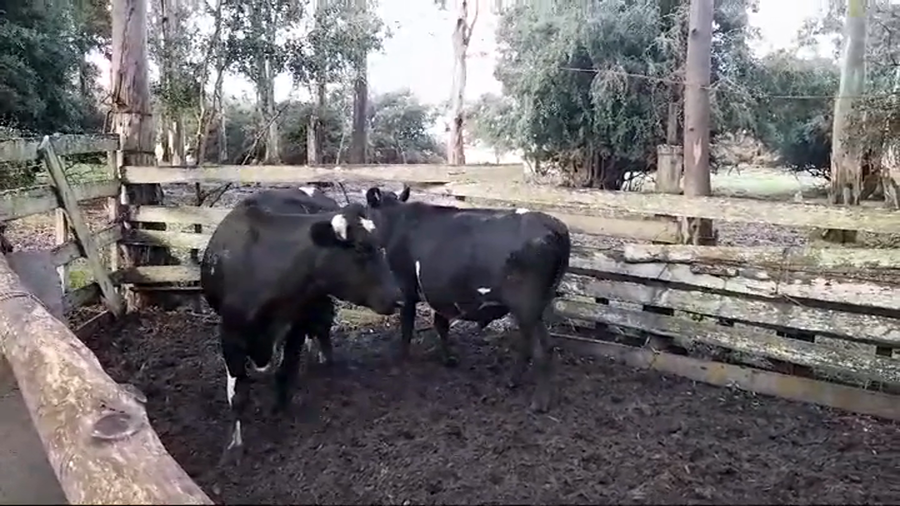 Lote 2 Novillos 1 a 2 años HOLANDO/ ANGUS a remate en #44 Pantalla Carmelo 330kg -  en PLAYA FOMENTO