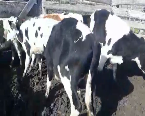 Lote 8 Terneros HOLANDO a remate en Pantalla Camy 160 - 170kg - , San José