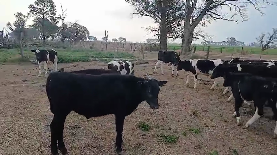 Lote 22 Terneros/as Holando Argentino en Col. Bigand, Santa Fe