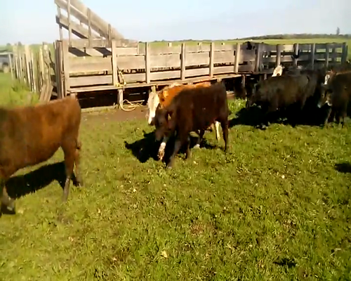 Lote 68 Terneros en Soriano