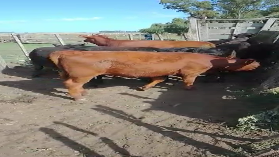 Lote 22 Terneros/as en Buenos Aires, Benito Juárez