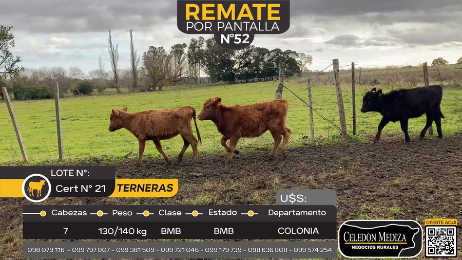 Lote 7 Terneras en La Horqueta, Colonia
