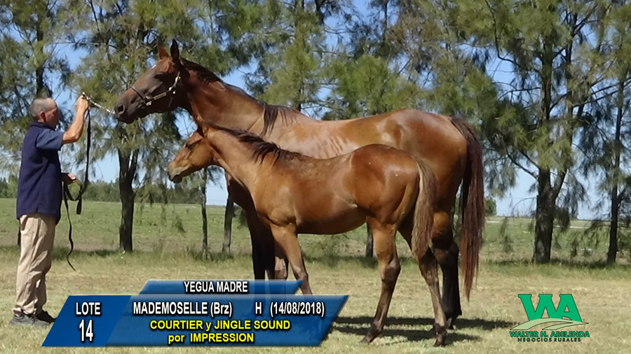 Lote MADEMOSELLE (Brz)