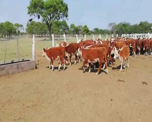 Lote 70 Terneras en Federal, Entre Ríos