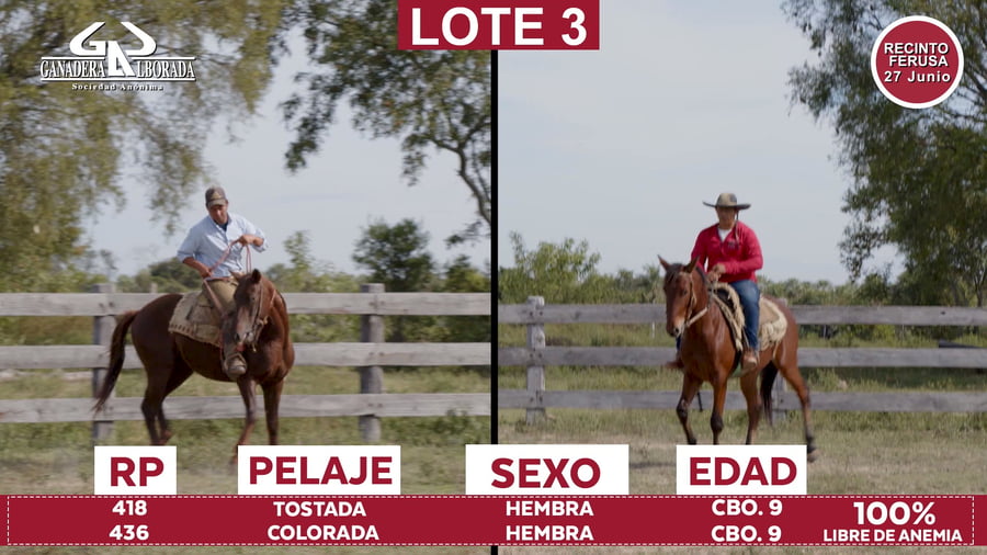 Lote Reproductores de Alborada - Lote 03