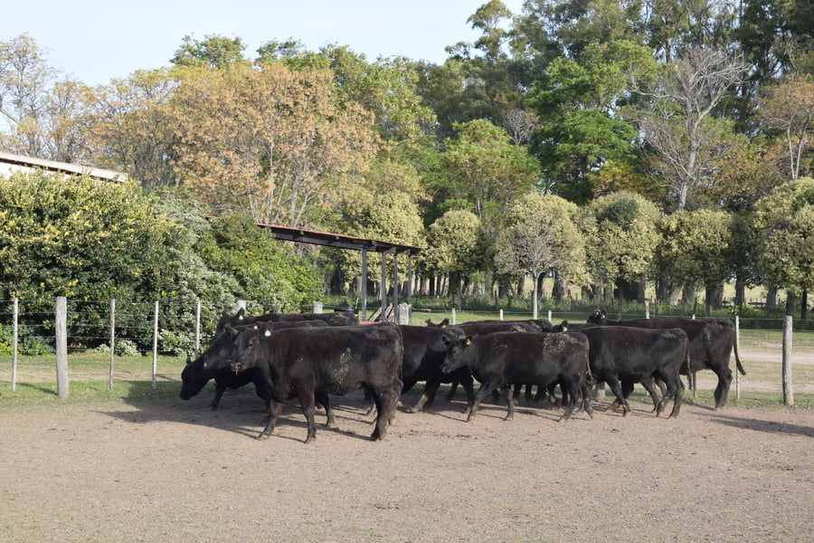 Lote CABAÑA “COEMBOTÁ” de Calderón Vientres Generales Negras Preñadas