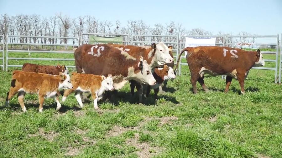 Lote Vacas con Cria HEREFORD