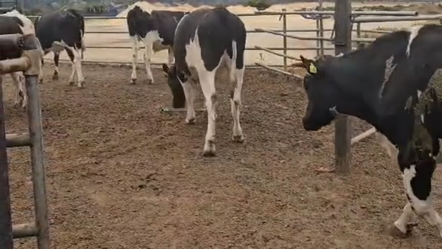 Lote 42 Novillo Gordo en Casablanca, V  Región Valparaíso