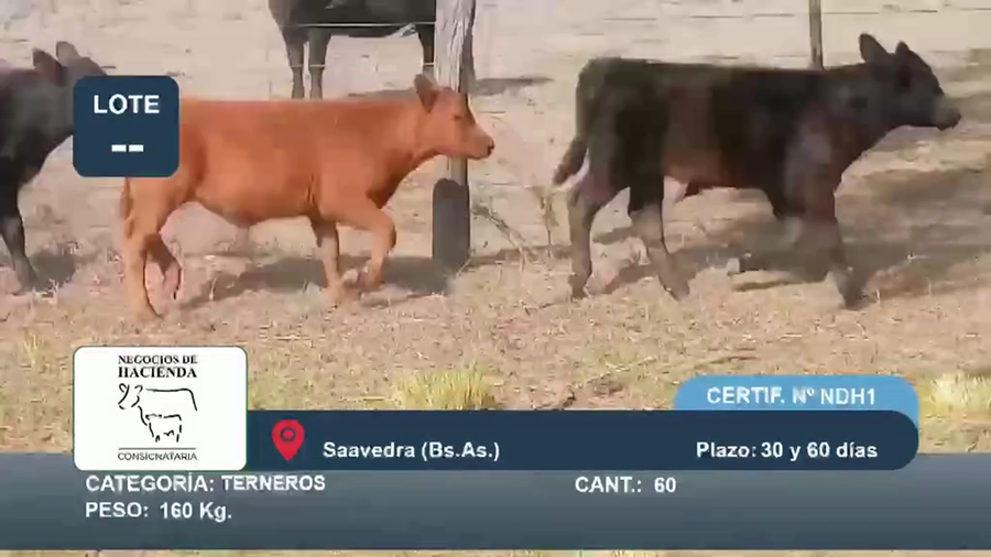 Lote 60 Terneros en Buenos Aires, Saavedra