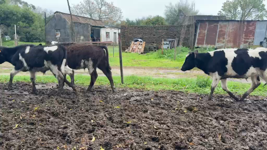 Lote TERNEROS
