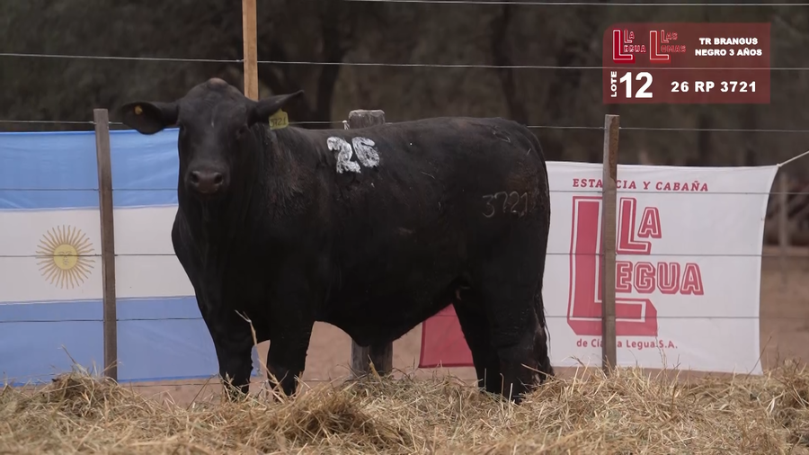 Lote BRANGUS NEGRO 3 AÑOS