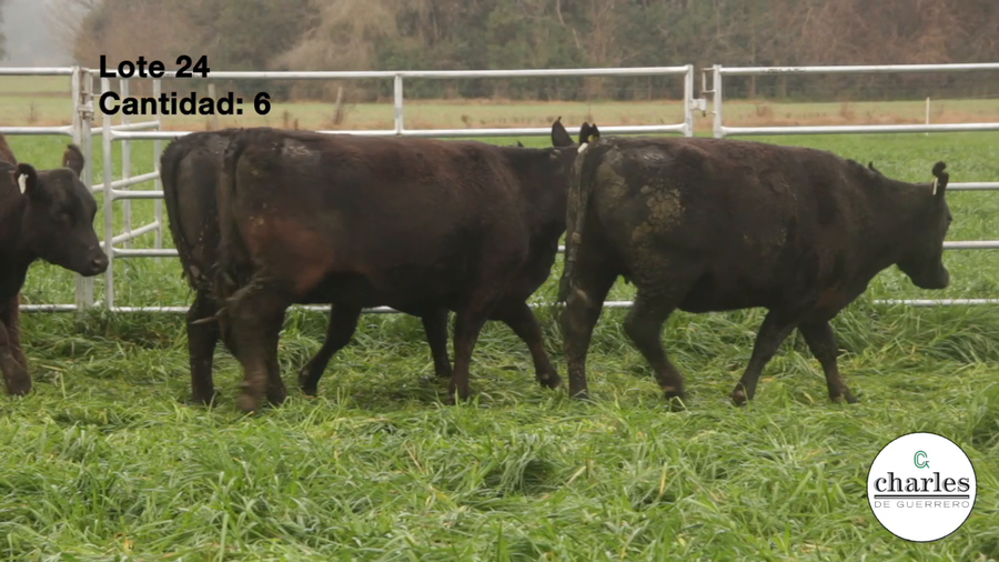 Lote Vaquillonas Negras M.A.S Paricion Primavera