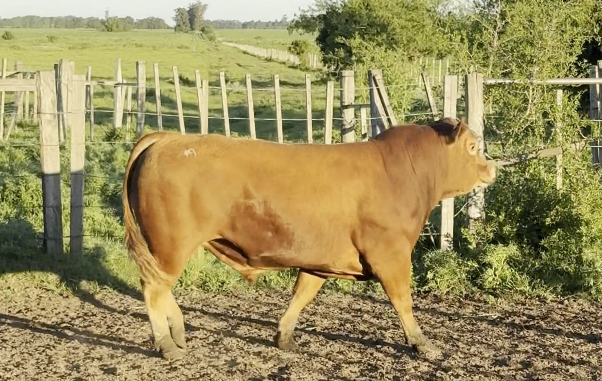 Lote PLANTEL X HEREJE