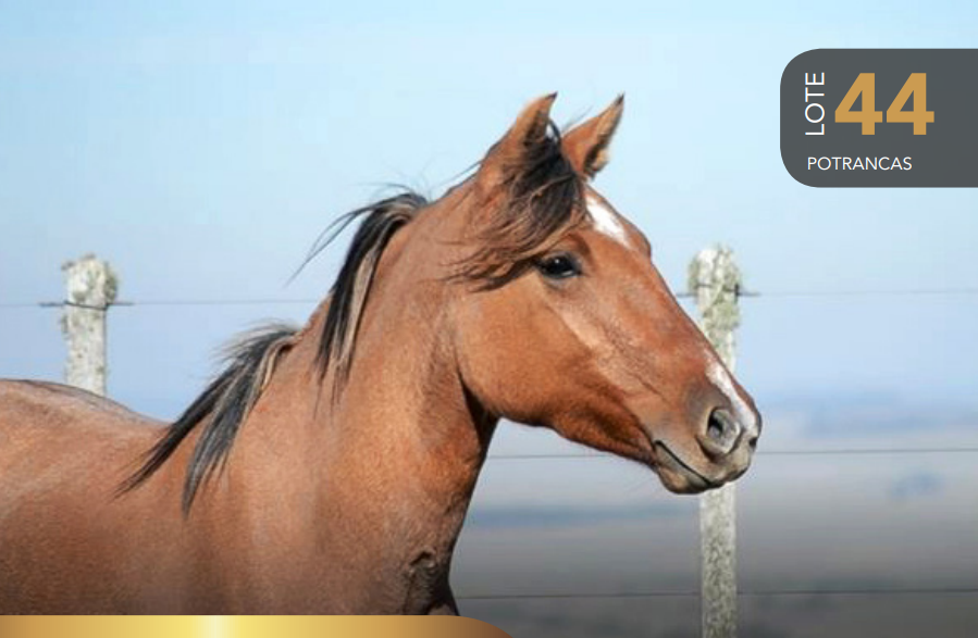 Lote Aquerenciada Espantada