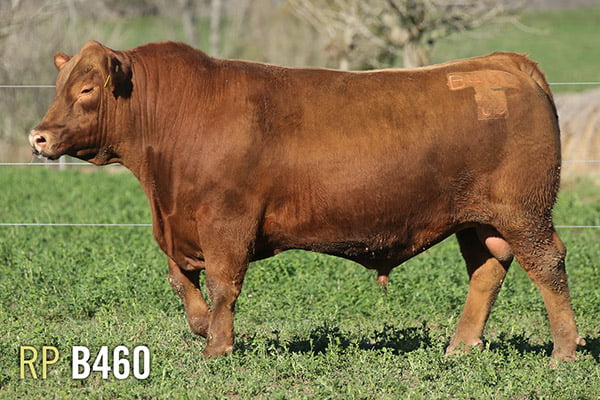 Lote 3 TOROS PUROS DE PEDIGREE