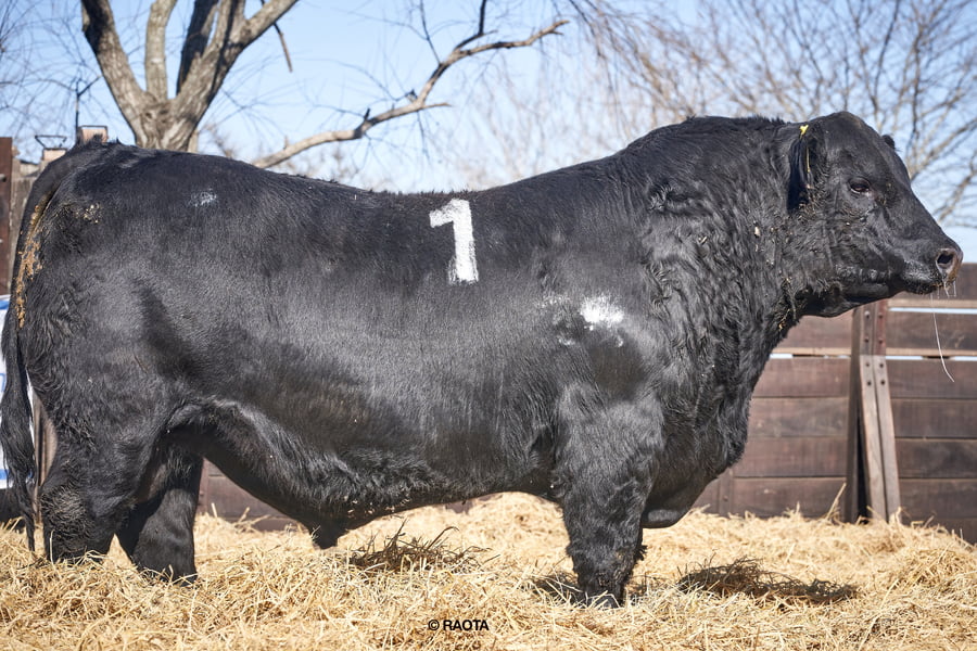 Lote Toros PP Cabaña ME Ken