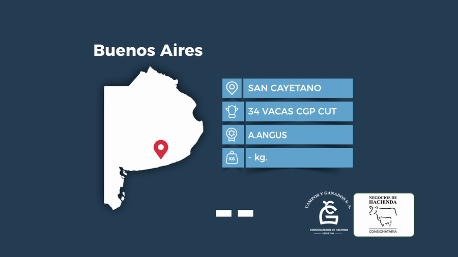 Lote 34 Vacas CUT preñadas en Buenos Aires, San Cayetano