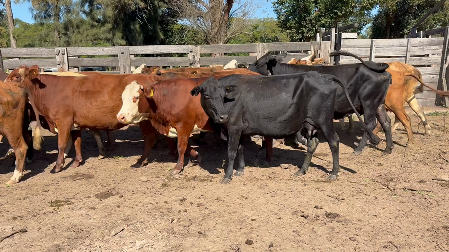 Lote 43 Vacas de invernar en Corrientes, Nueve de Julio