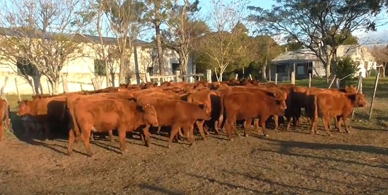 Lote 49 Terneras ANGUS COLORADAS a remate en 221˚ Remate Plaza Rural 202kg - , Paysandú