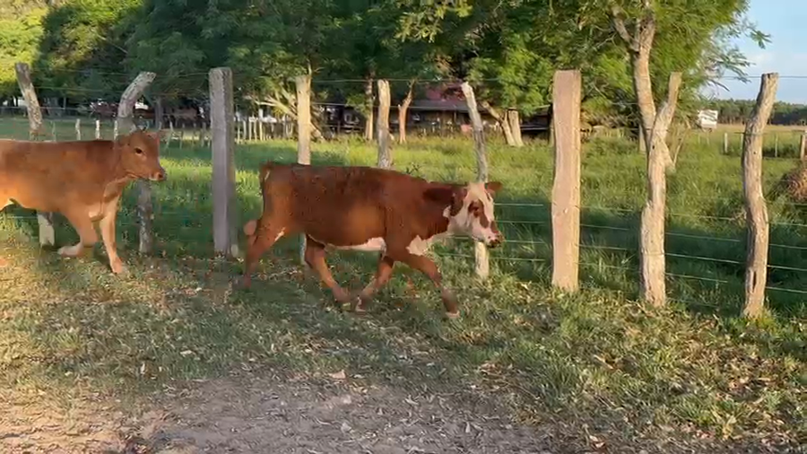 Lote 50 Terneros en Corrientes, Paso de Los Libres