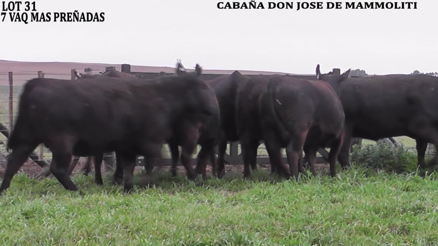 Lote VAQUILLONAS PREÑADAS