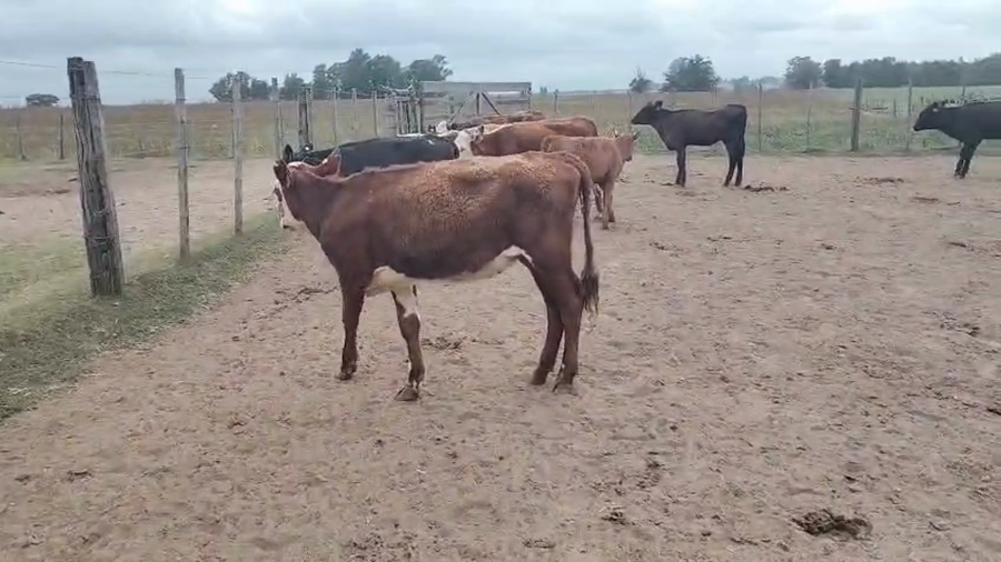 Lote 9 Terneros y Terneras, San José