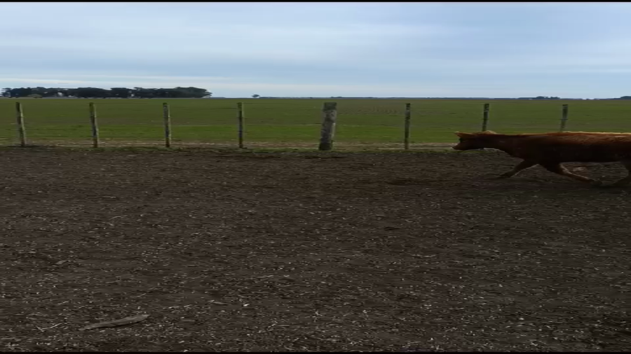 Lote Terneros/as en Azul, Buenos Aires