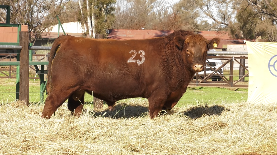 Lote TOROS ANGUS PURO CONTROLADO